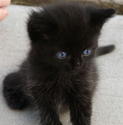 Black kitten - 84,822 Free photos of Black Kitten. Find an image of black kitten to use in your next project. Free black kitten photos for download. Find photos of Black Kitten Royalty …